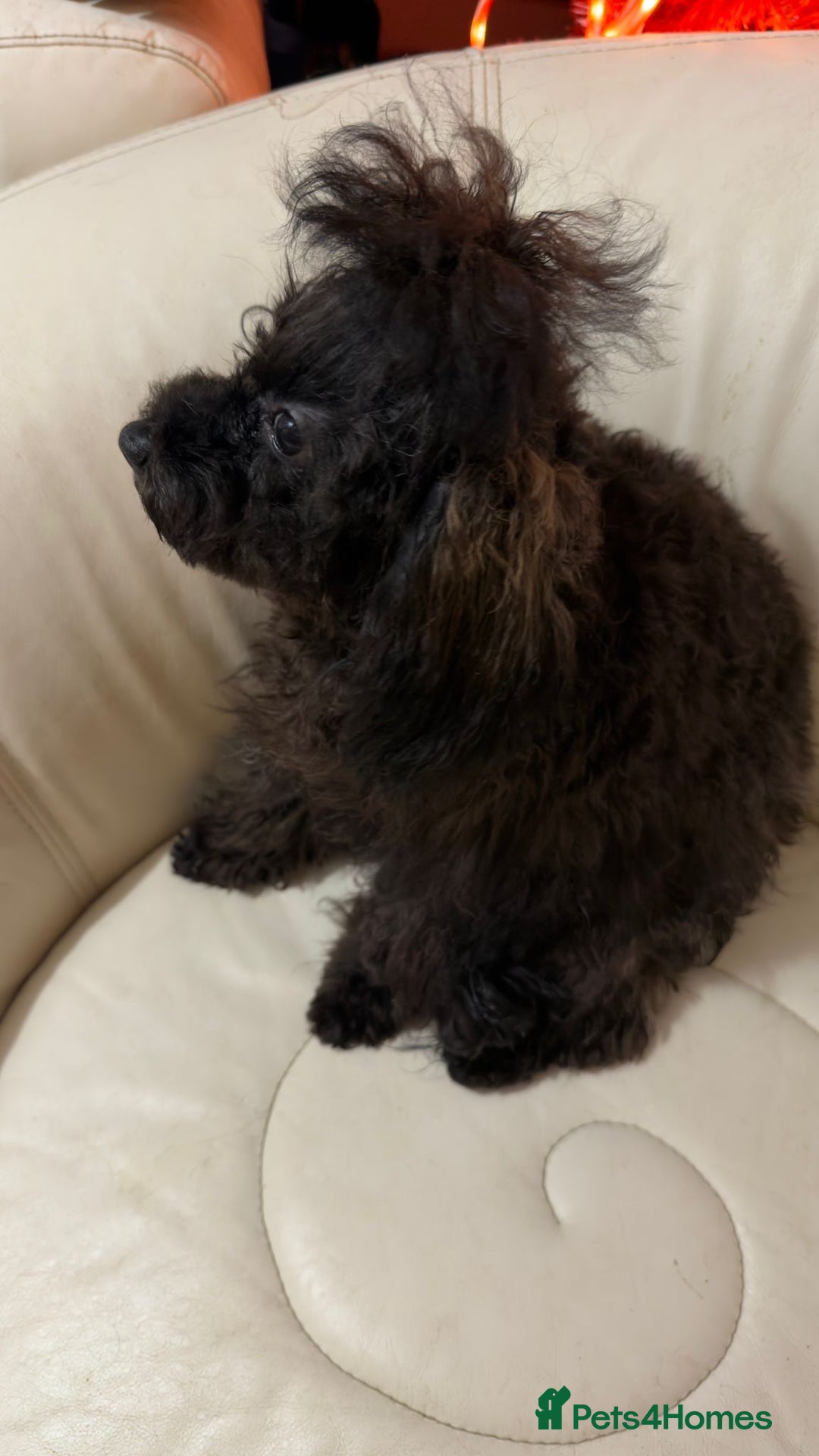 Mixed Breed dogs for sale: Asian toy poodle boy  - Advert 8