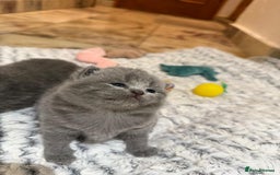 British Shorthair cats for sale: Chunky British shorthair kitten Champion Bloodline - Image 6