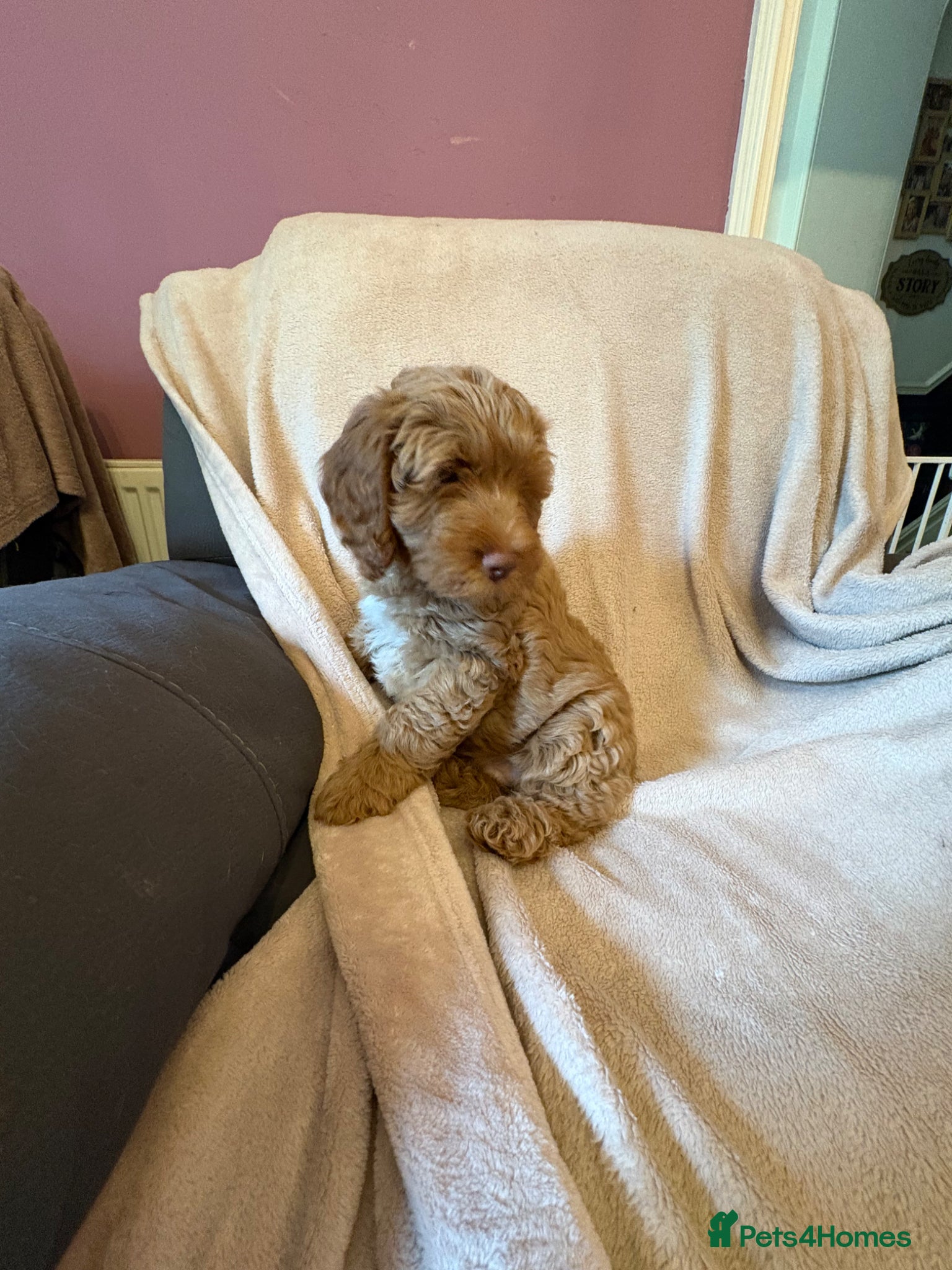 Cockapoo dogs Last Stunning cockapoo girl ready now - Advert 7
