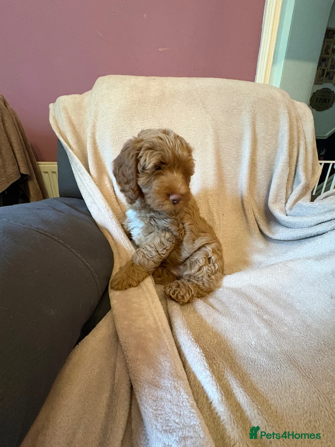 Cockapoo dogs for sale: Last Stunning cockapoo girl ready now - Advert 1