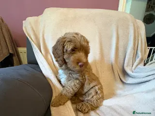 Cockapoo dogs Last Stunning cockapoo girl ready now - Advert 2