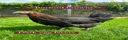 Chickens poultry for sale: Coloured hybrid hens at pol - Advert 9