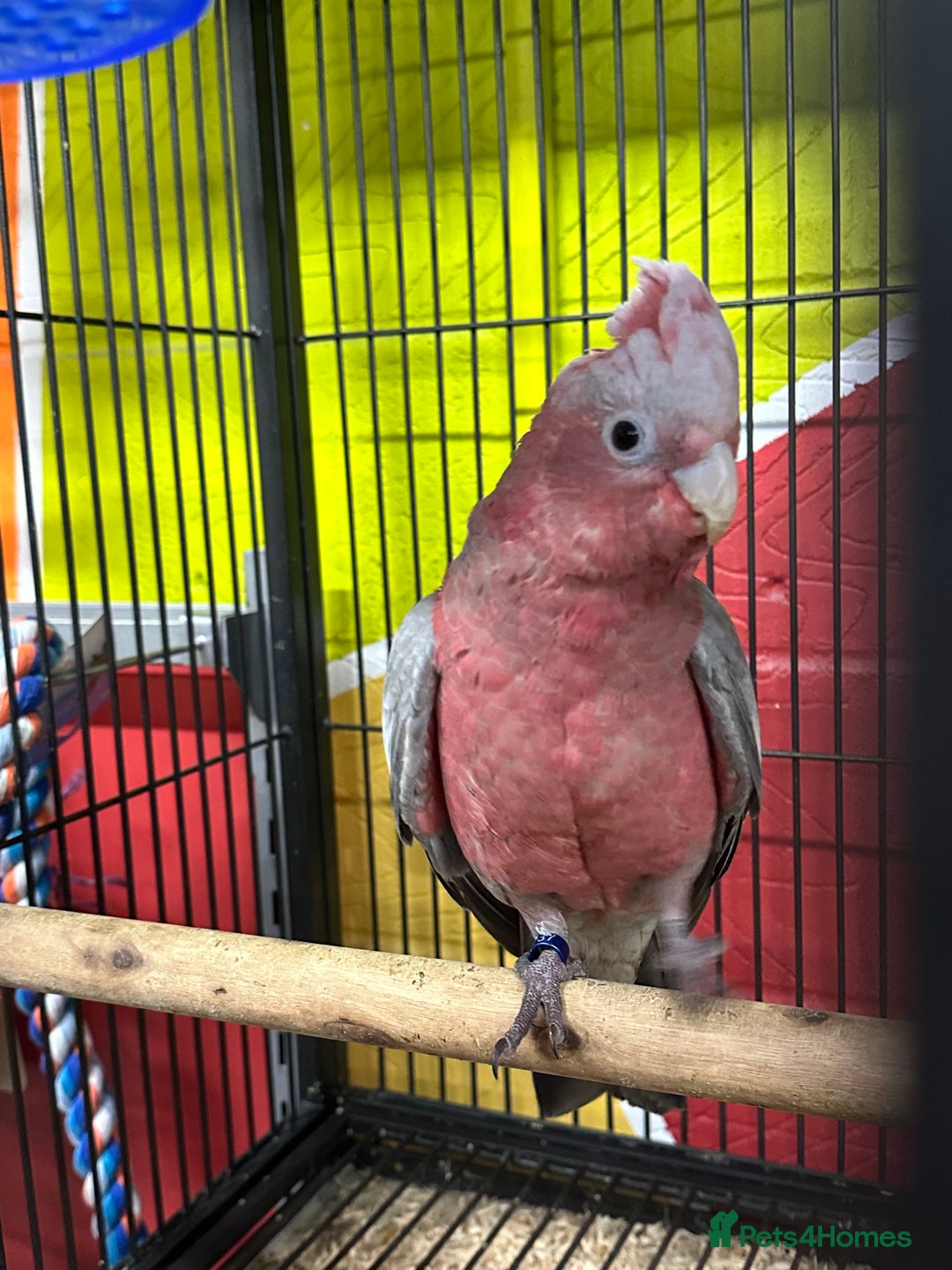 Cockatoo birds for sale: Silly Tame Galah Cockatoo Baby fully weaned - Image 2
