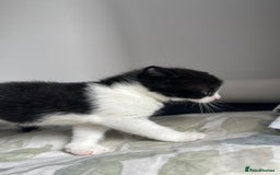 Domestic Shorthair cats for sale: Beautiful Domestic Cats-Mum,Dad&3 Adorable Kittens - Image 3