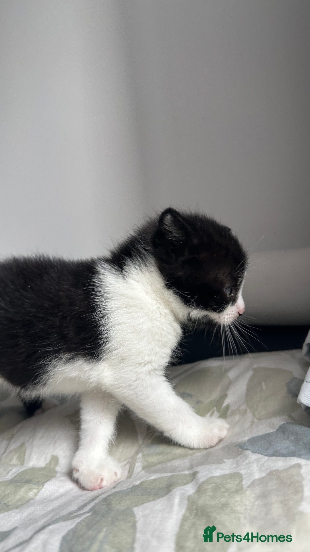 Domestic Shorthair cats for sale: Beautiful Domestic Cats-Mum,Dad&3 Adorable Kittens - Image 3