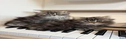 Persian cats for sale: !!!💎Three Precious Persian Boys💎✨✨ - Advert 3