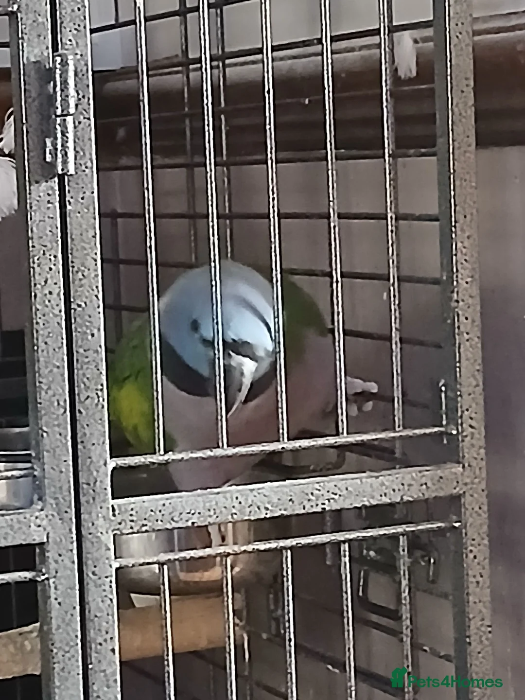 Parrots birds for sale: Derbyen Parrot in Redditch - Advert 2