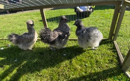 Chickens poultry for sale: Young silkies - 2 cockerels and one hen - Image 2
