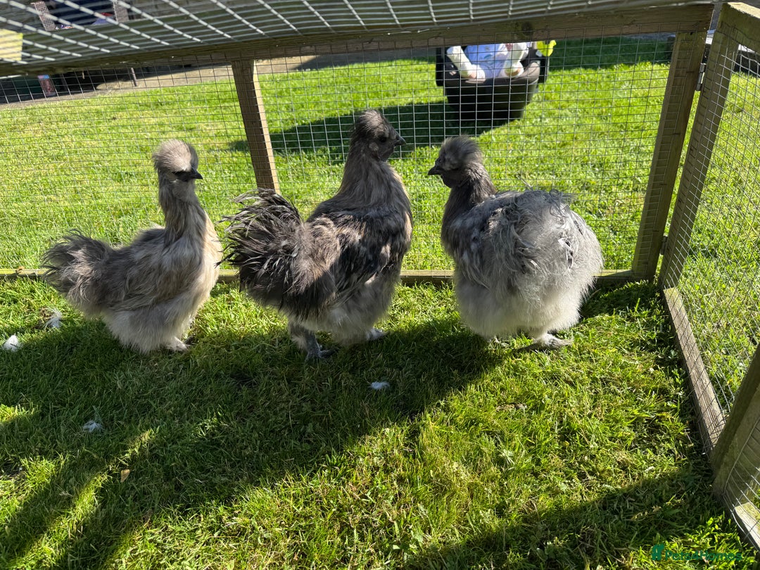 Chickens poultry for sale: Young silkies - 2 cockerels and one hen - Image 2