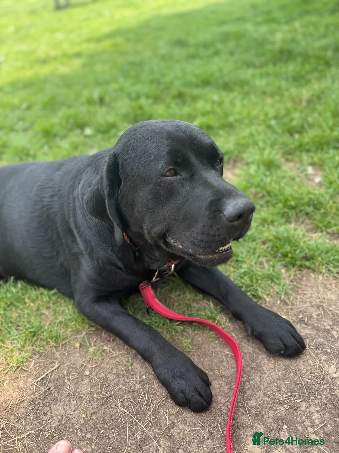 Labrador Retriever dogs for stud: Labrador, proven, health tested, show bred  - Advert 10