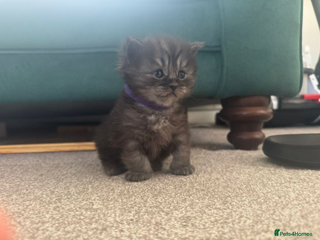 Ragcoon cats for sale: BEAUTIFUL RAGCOONS - Advert 20