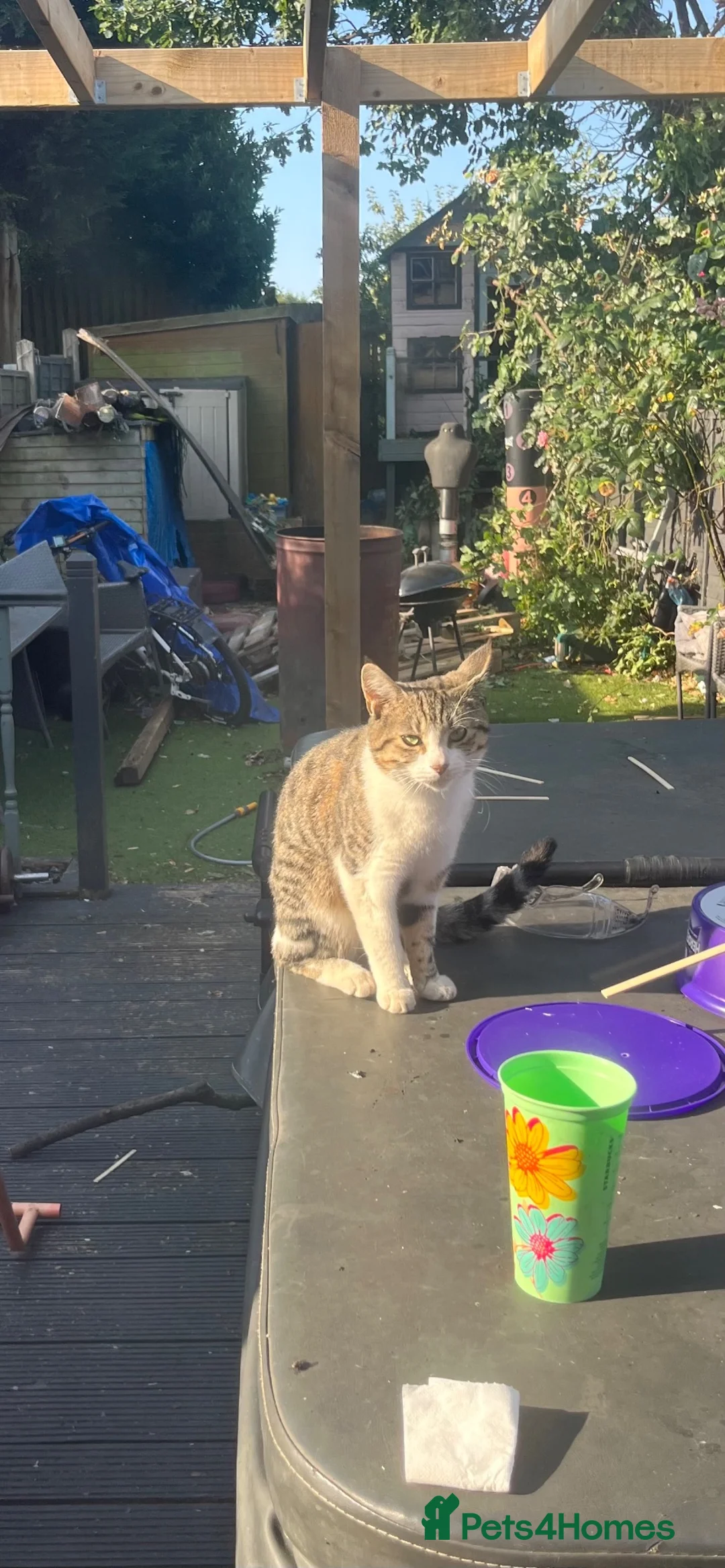 Domestic Shorthair cats for sale: very cute kitten - Advert 1