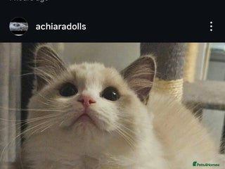 Ragdoll cats Tica active queens. - Advert 8