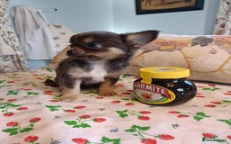 Chihuahua dogs for sale: Tiny Chihuahua puppies - Image 4