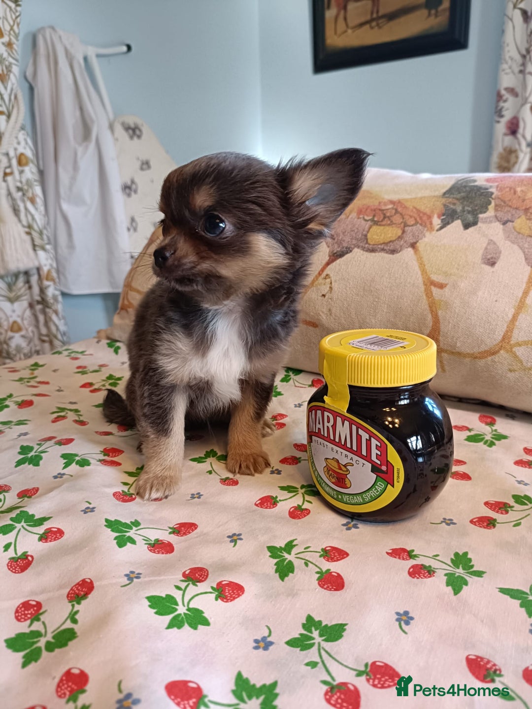 Chihuahua dogs for sale: Tiny Chihuahua puppies - Image 4