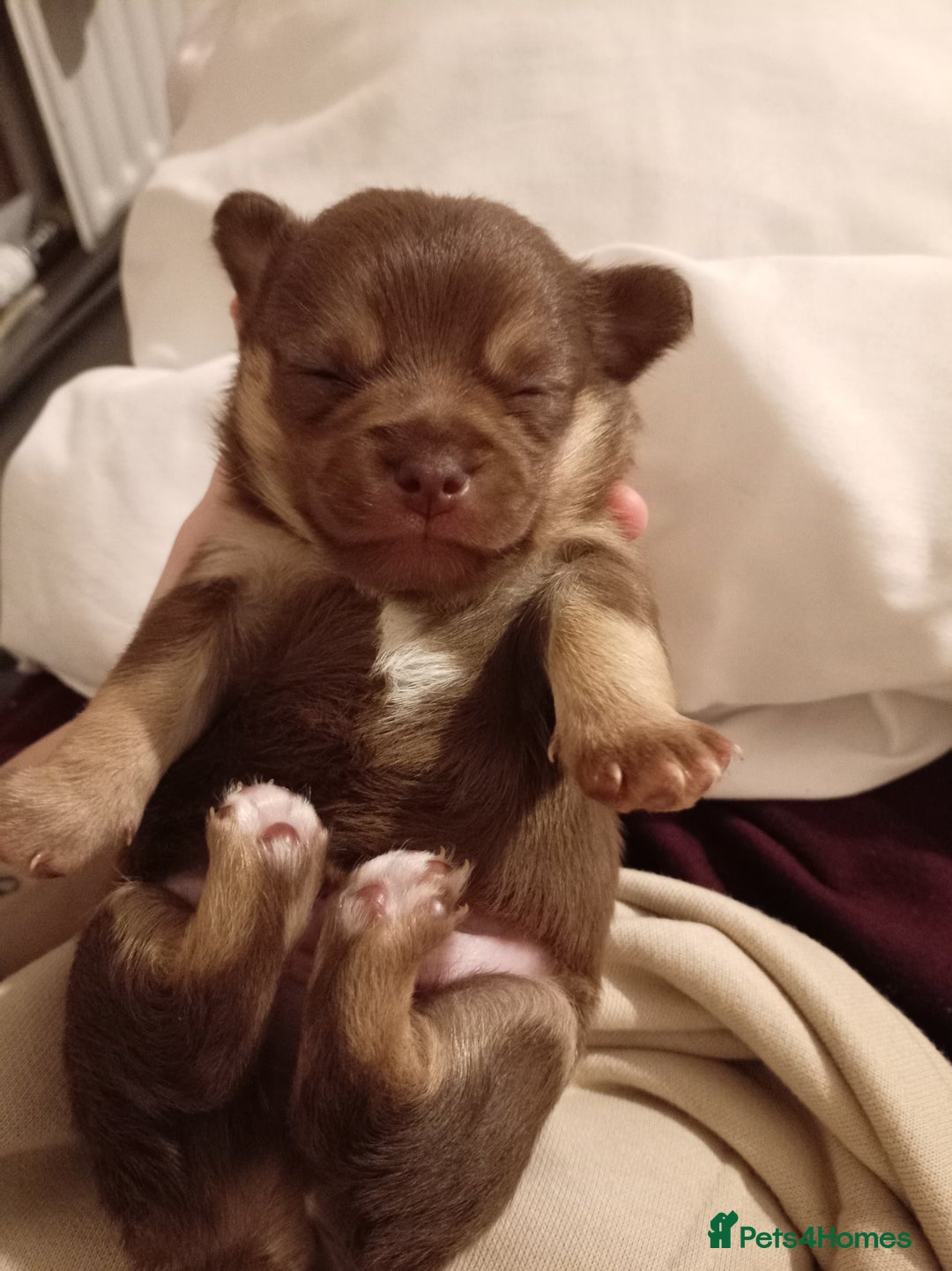 Chihuahua dogs for sale: 1 chocolate and tan boy  - Advert 6