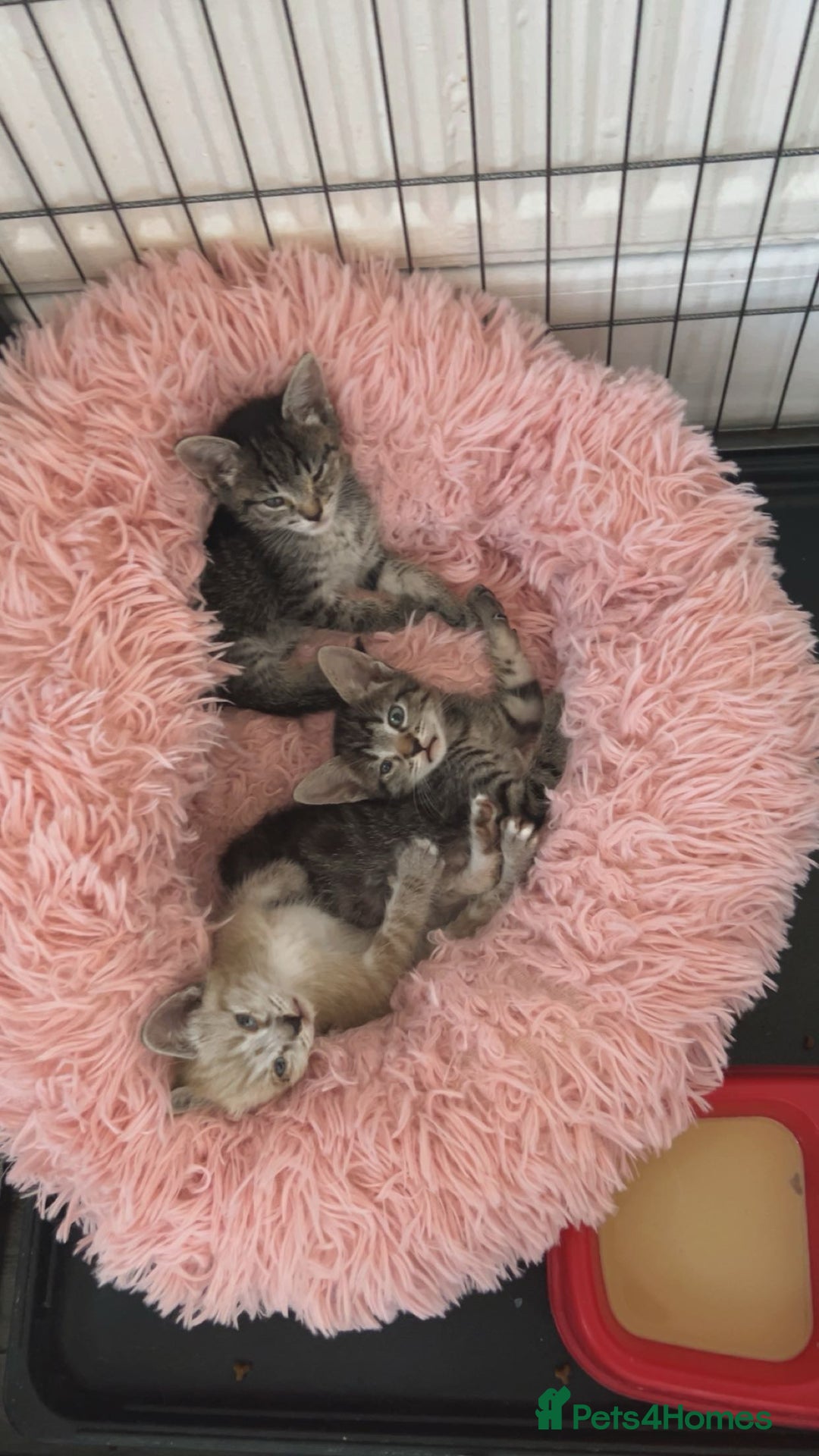 Ragamese cats for sale: Beautiful ragamese/bengal - Image 7