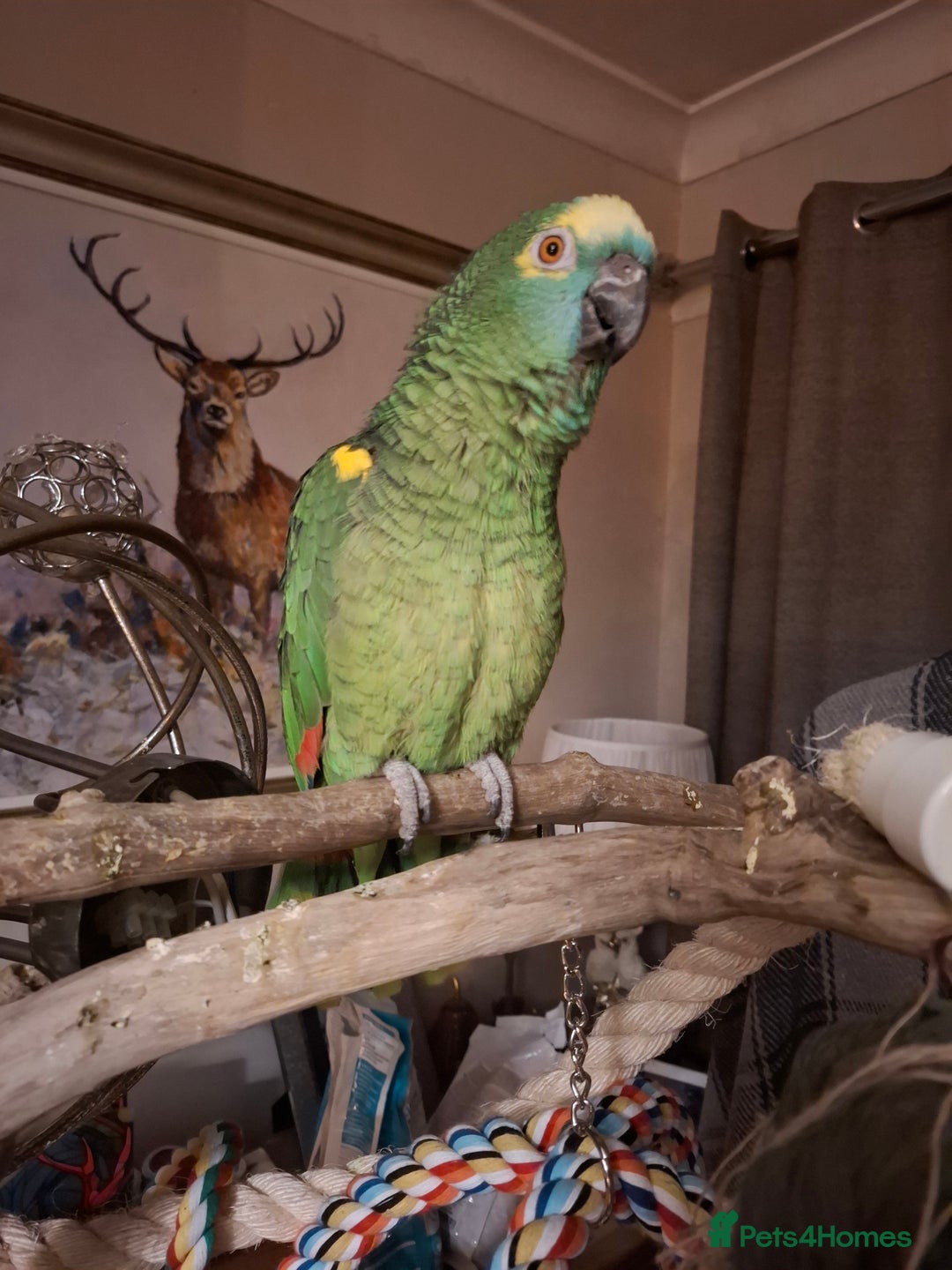 Parrots birds for sale:  amazon parrot  - Advert 2