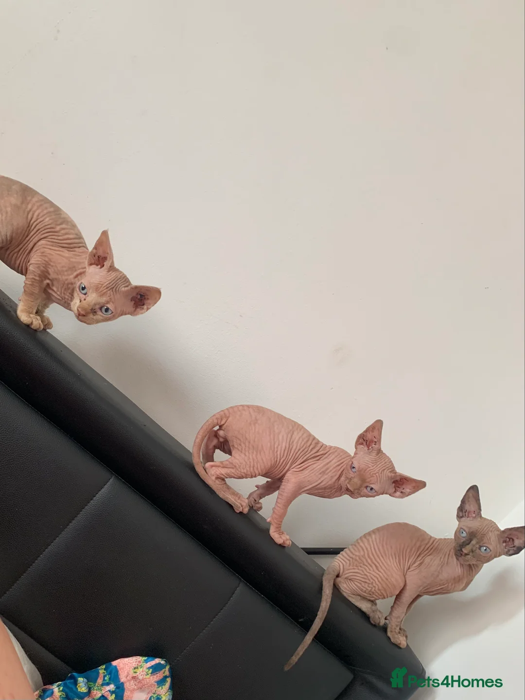 Sphynx cats for sale:  ** s sphynx babies - Advert 2