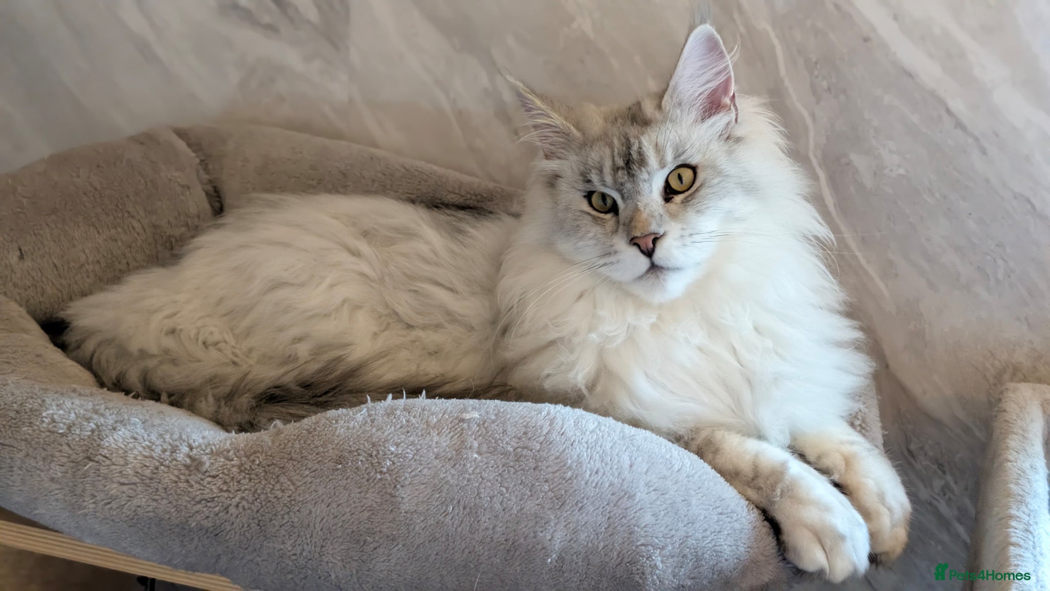 Maine Coon cats Stud service  - Advert 1