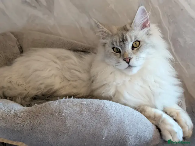 Maine Coon cats for stud: Stud service - Advert 1