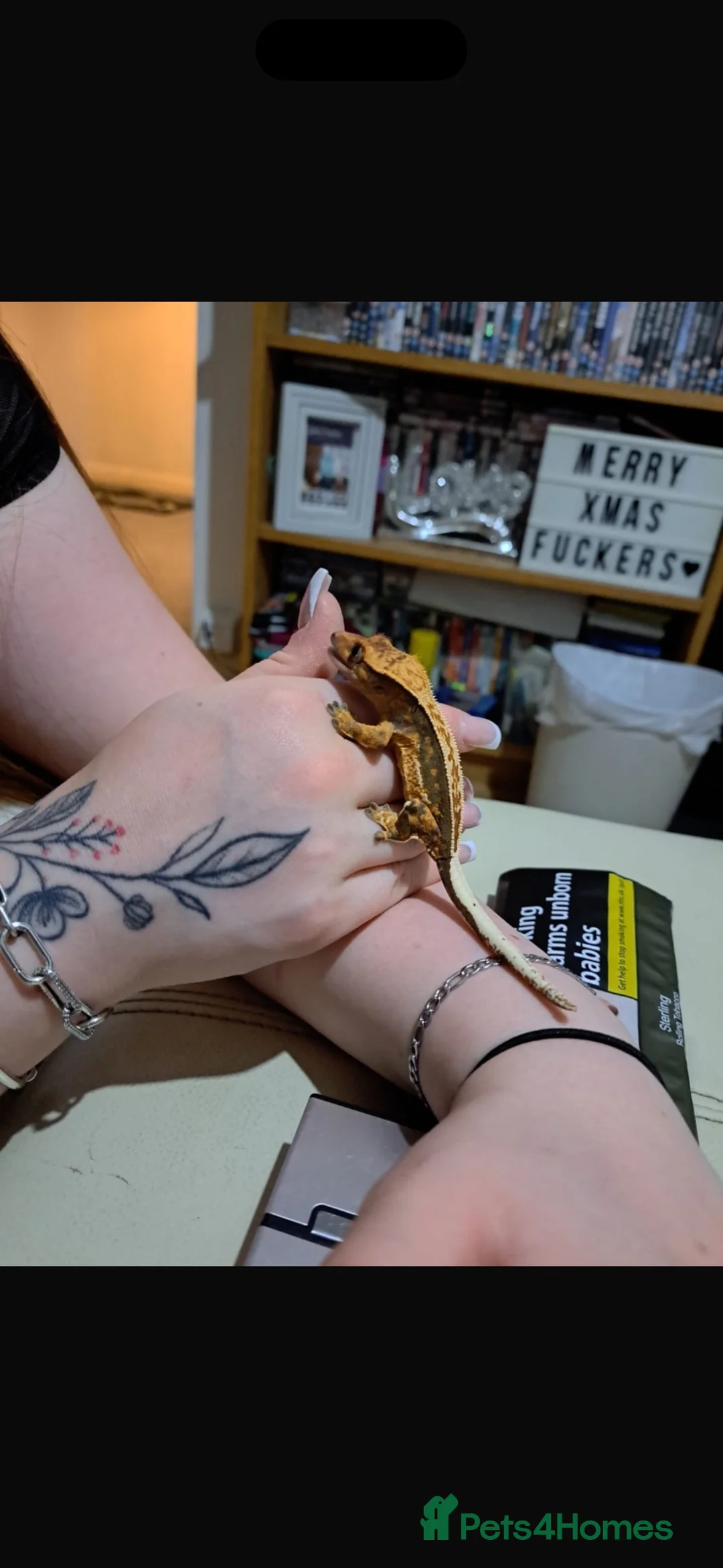 Gecko reptiles for sale: Hi I’m Jerry, jer for short! - Advert 2