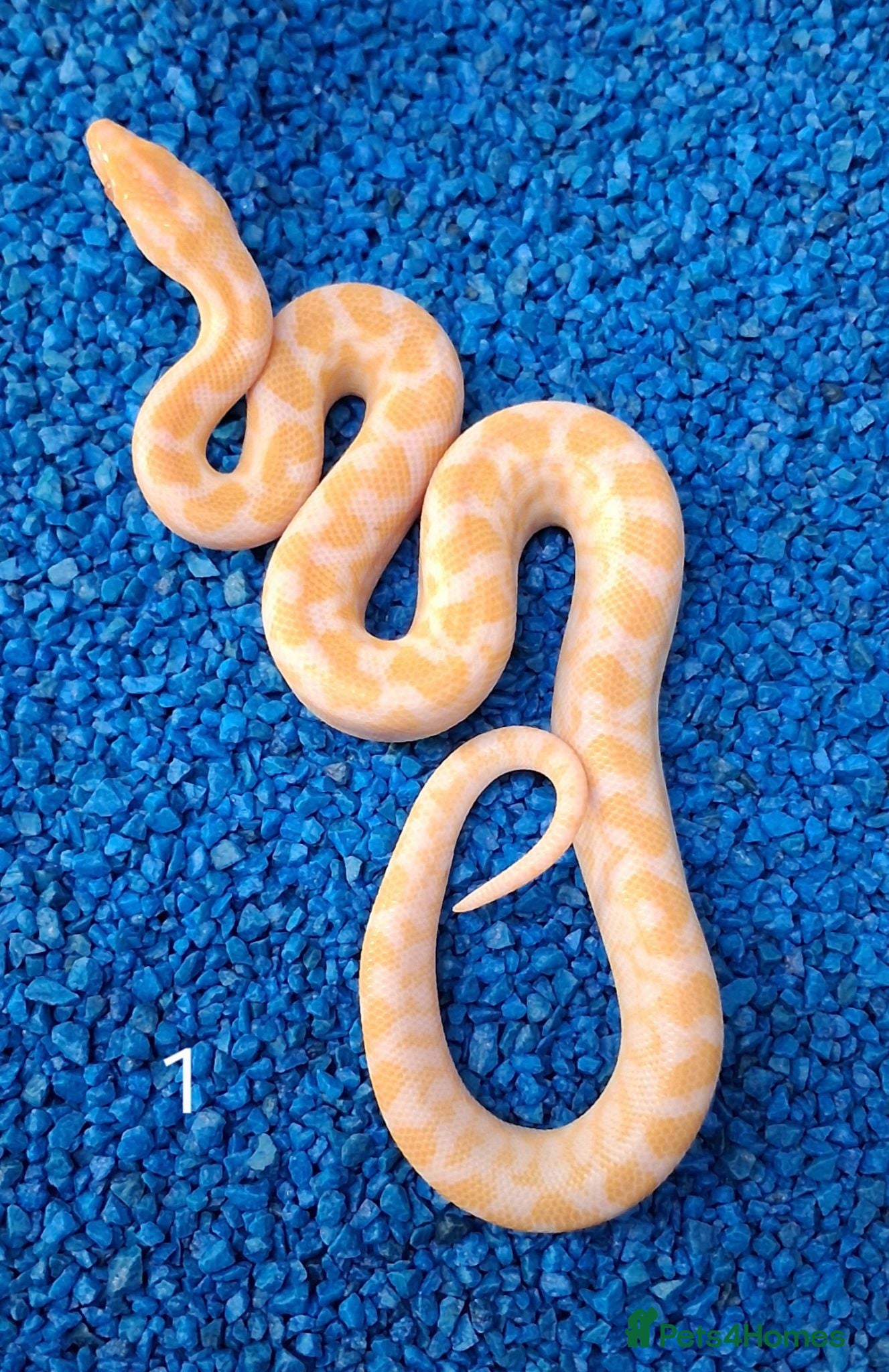 Boa Snake reptiles Colombian Rainbow Boa morphs  - Advert 1