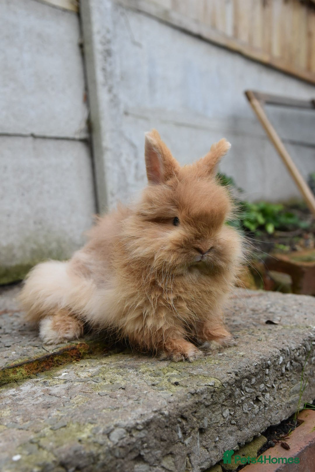 Mixed Breed rabbits for sale: Angora x Lionhead Female Looking For Home  - Image 15