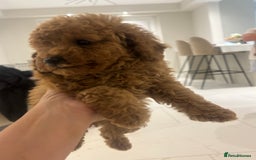 Poochon dogs for sale: Poochon puppies  - Image 5