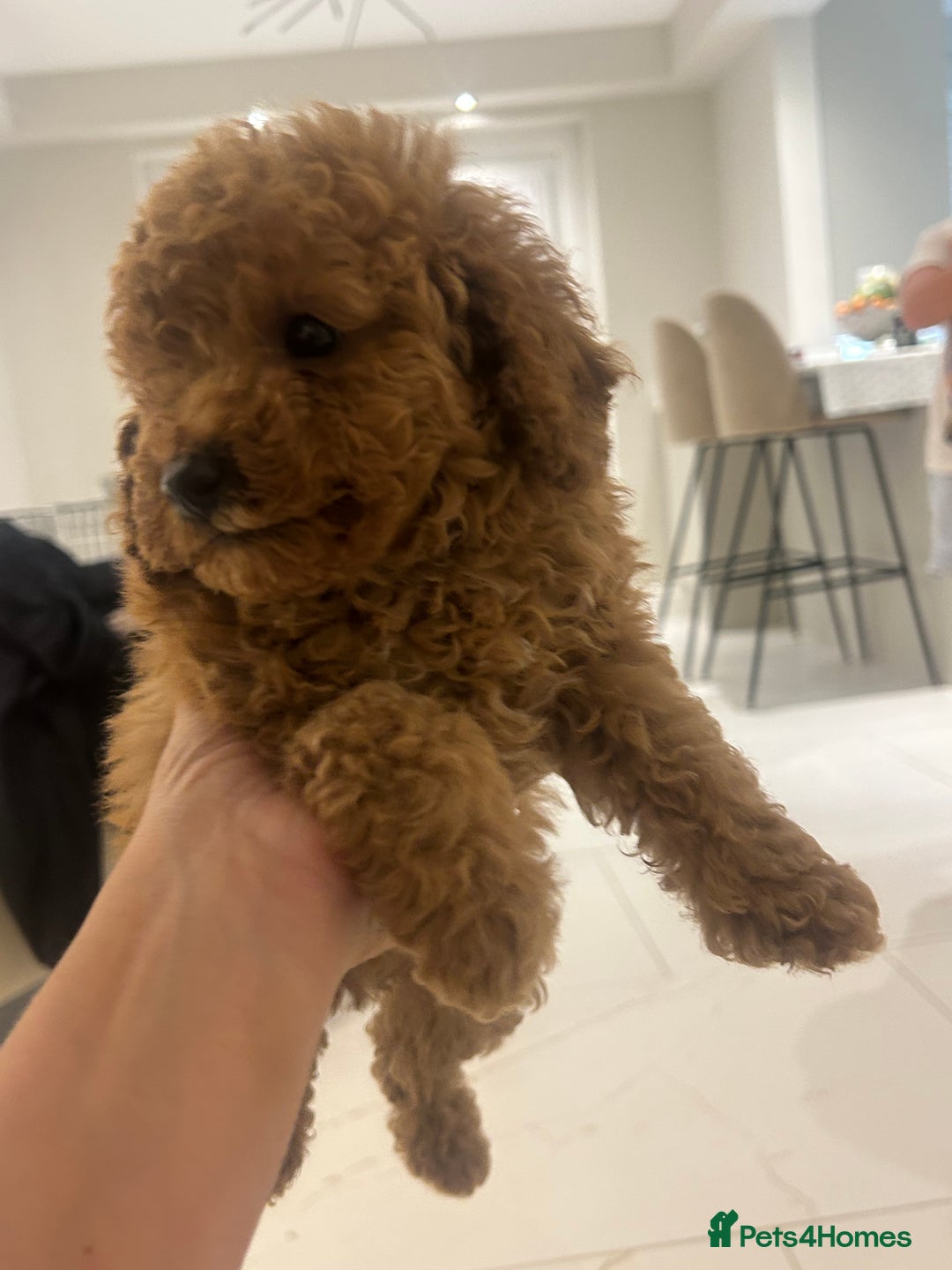 Poochon dogs for sale: Poochon puppies  - Image 5
