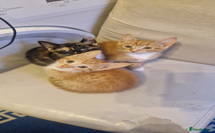 Mixed Breed cats - Advert 11