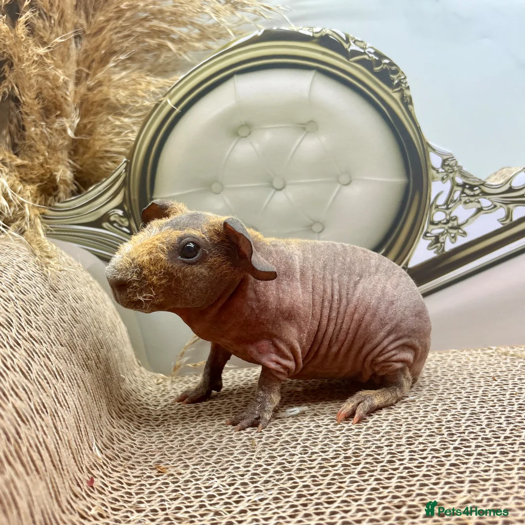 Guinea Pig rodents for sale: MULTIPLE SKINNY BOYS AVAILABLE 🩵💫 - Advert 6