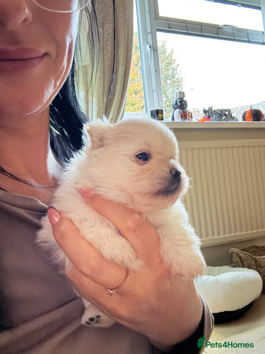 Pomeranian dogs for sale: Mini/ tea cup white girl Pomeranian  - Image 5
