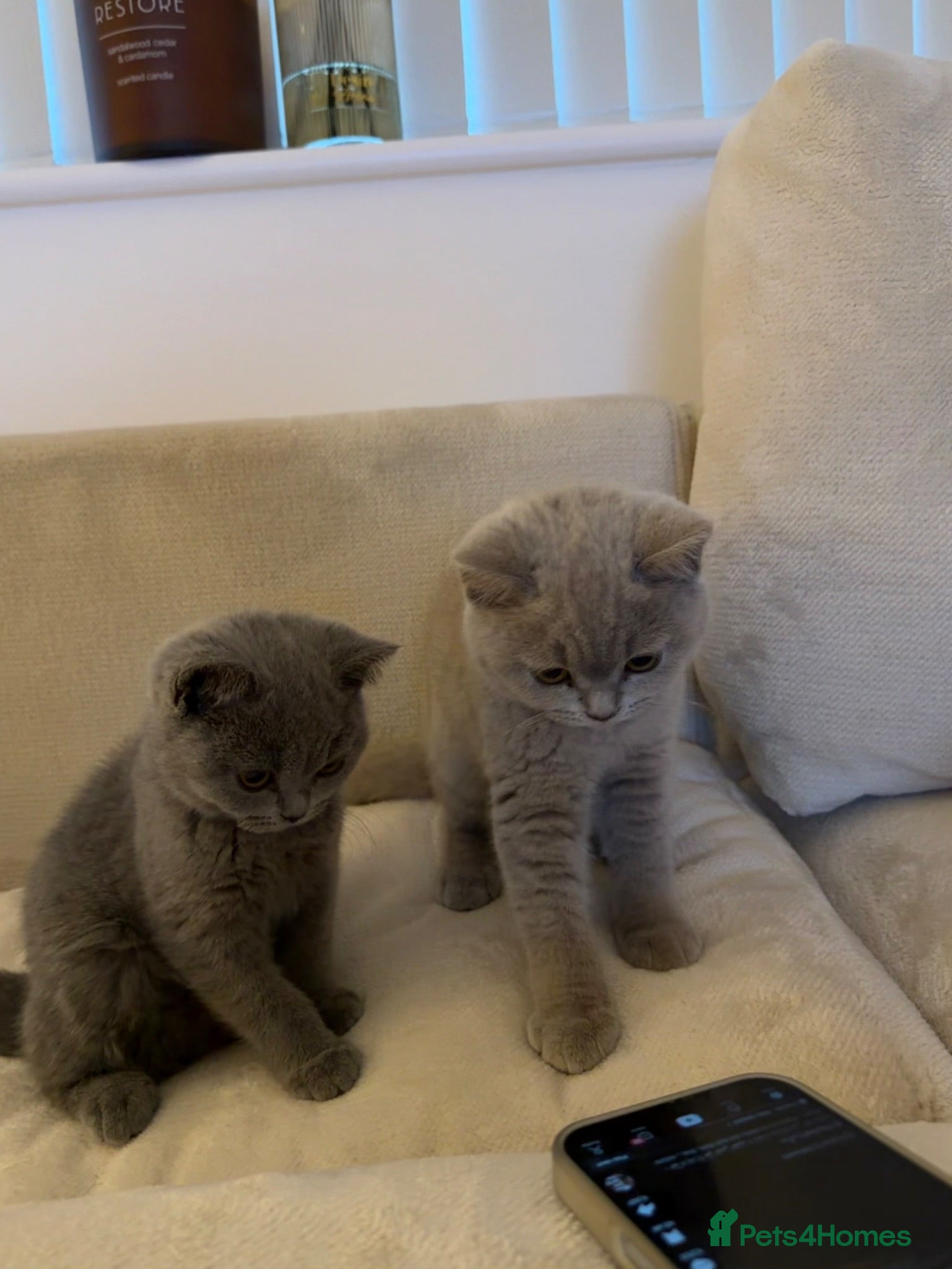 British Shorthair cats British shorthair kittens GCCF registered  - Advert 1