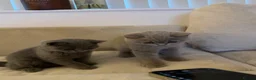 British Shorthair cats for sale: British shorthair kittens GCCF registered  - Advert 1