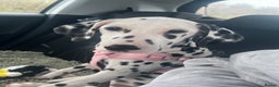 Dalmatian dogs for sale: One Dalmatian girl  - Advert 1