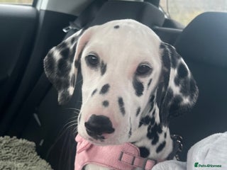 Dalmatian dogs One Dalmatian girl - Advert 14