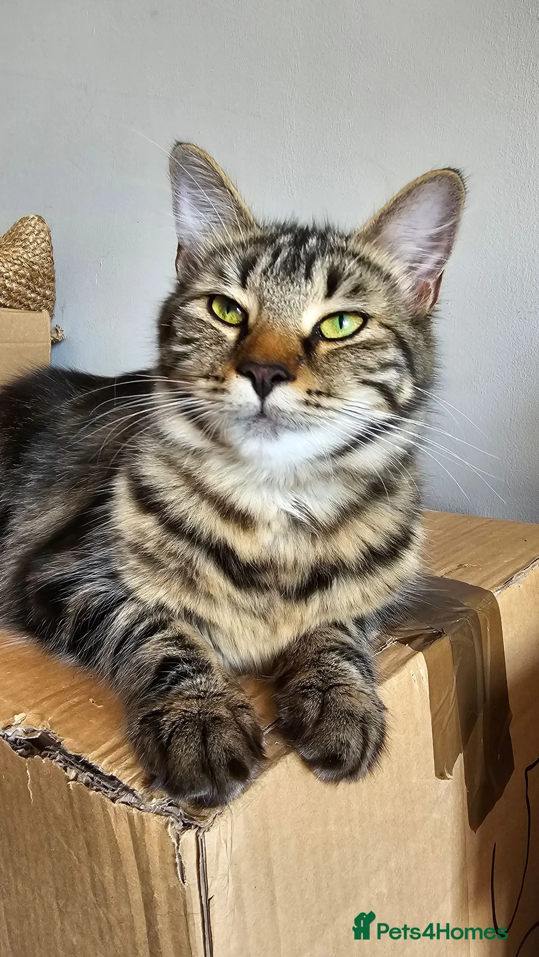 Mixed Breed cats for sale: Maine coon cross tabby - stunning fluffy kittens.. in Bridge of Weir - Advert 2
