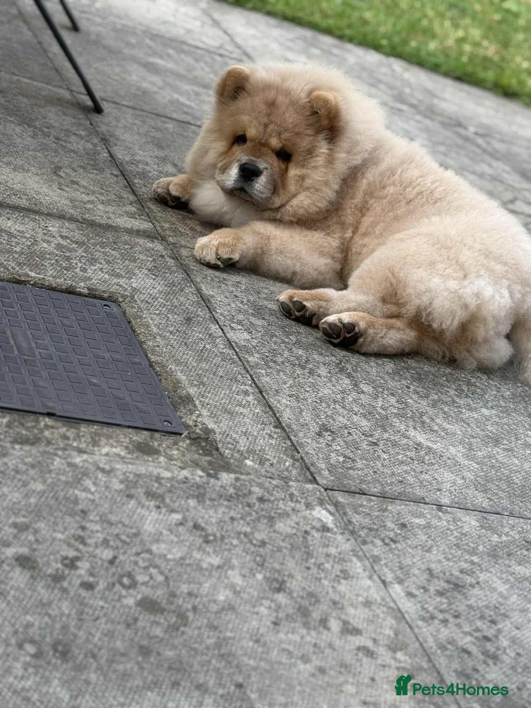 Chow Chow dogs for sale: Stunning fawn male chow chow - Image 3