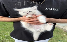 Ragdoll cats for sale: *REDUCED* ready to leave ragdoll kittens - Image 2