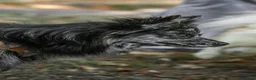 Pomeranian dogs for stud: NEXT GEN BLUE MERLE POM PUPS INCOMING - Advert 3