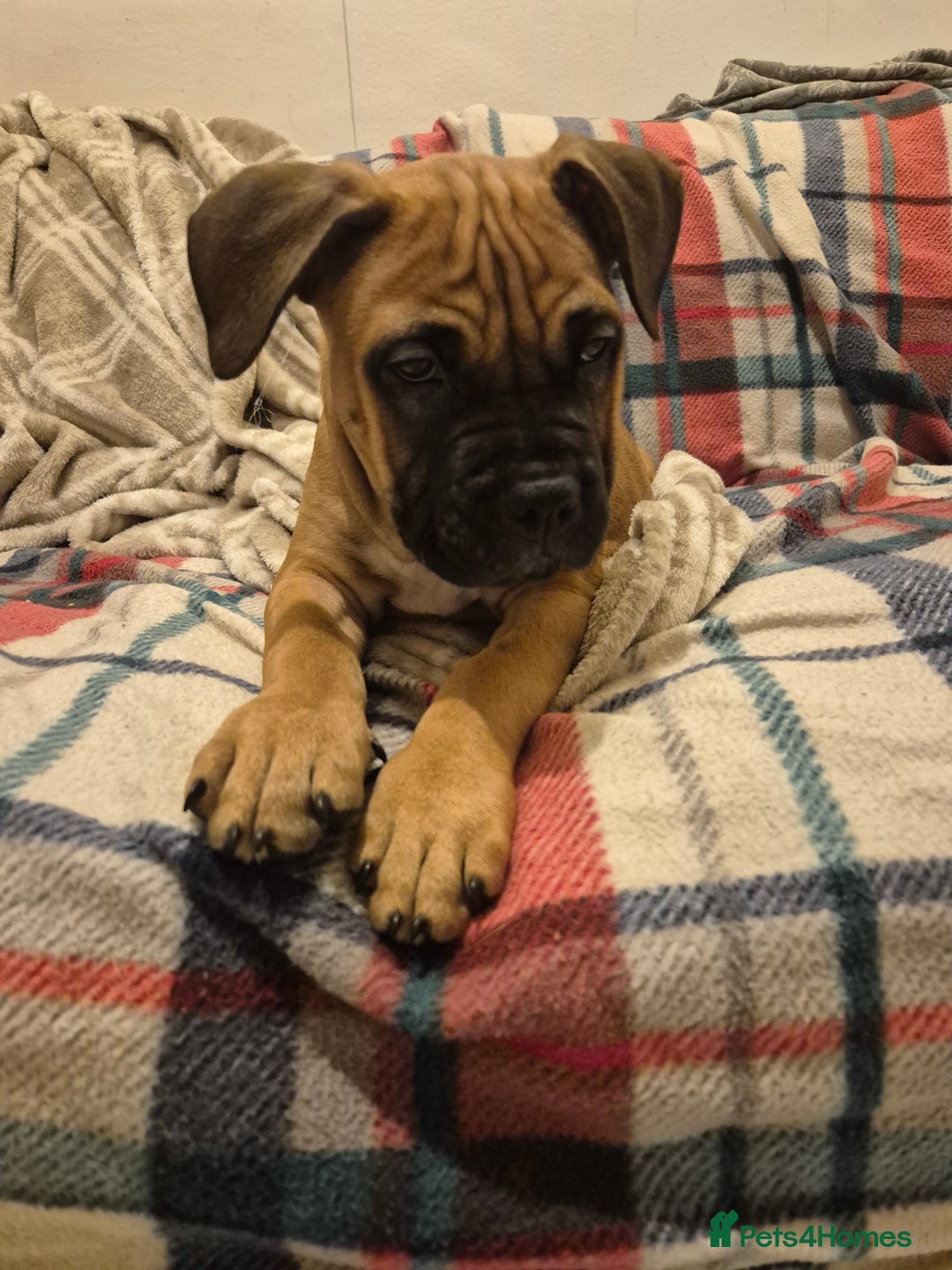 Mixed Breed dogs for sale: Bullmastiff x puppies 🐶  - Advert 33