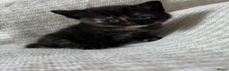Mixed Breed cats for sale: Beautiful Kittens For Sale  - Advert 7