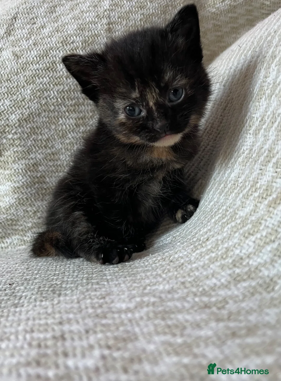 Mixed Breed cats for sale: Beautiful Kittens For Sale  - Advert 7
