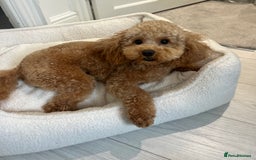 Cavapoo dogs for stud: Cavapoo Stud – Rue (Apricot, FB1) 🐾 - Image 4