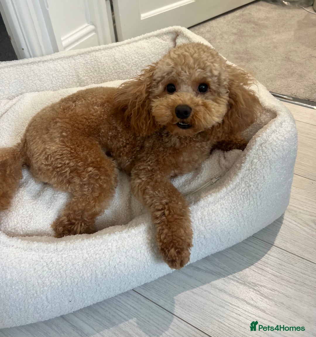 Cavapoo dogs for stud: Cavapoo Stud – Rue (Apricot, FB1) 🐾 - Image 4