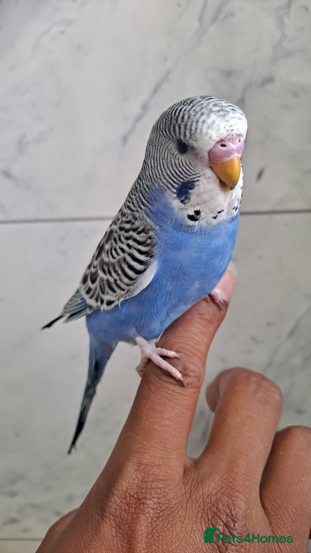 Budgerigars birds for sale: Silly hand tamed baby budgies for sale  - Image 6