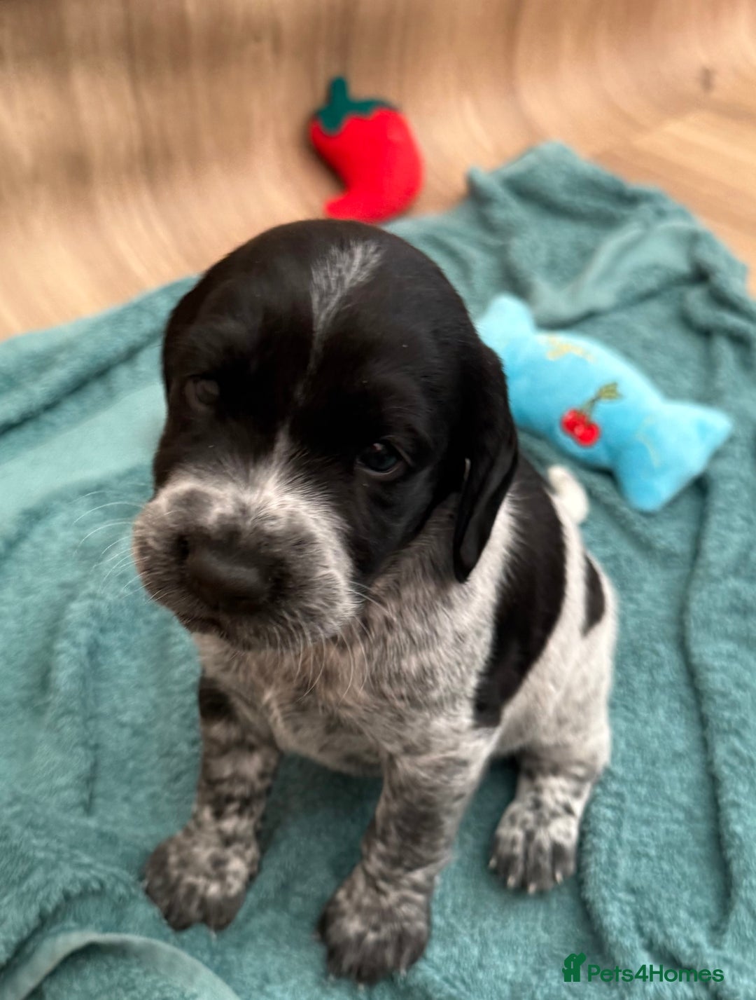 Cockerdor dogs for sale: Cockerdor puppies ready 10th October.  - Image 27