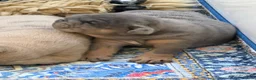 English Bulldog dogs for sale: Kc reg Incredible litter health tested Parents  - Advert 8