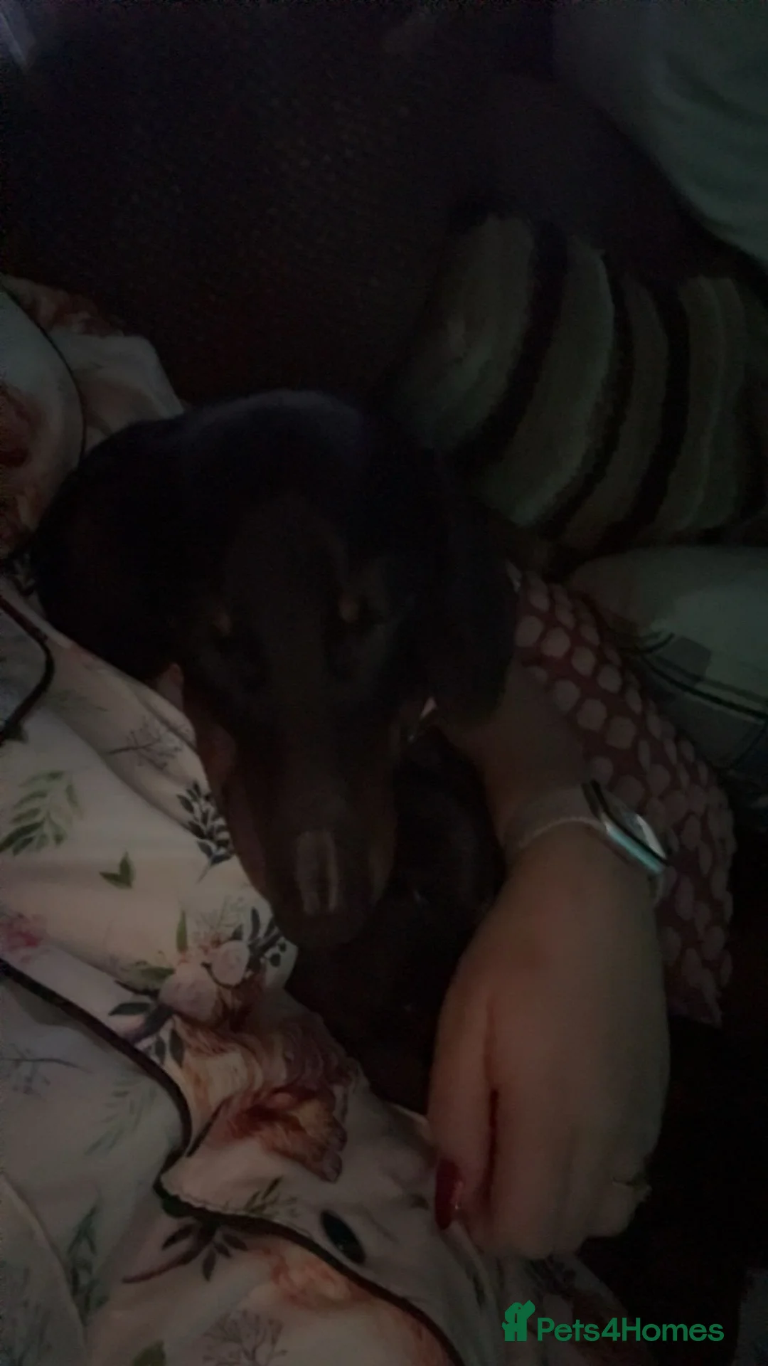 Dachshund dogs for sale: Nearly 3year old KC registered dachshund  in Bridgend - Advert 1